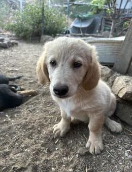 Zuhause/Pflegestelle gesucht für Freddy - Miesbach