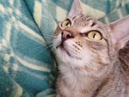 Lieber FIV positiver Bobo sucht seine Fa - Margetshöchheim