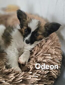 Reinrassige Papillon Welpen VDH/FCI: Odeon, Oakley, Ocean - Bad Brückenau