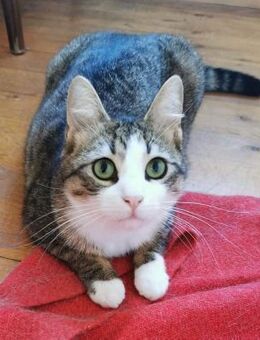 Kater Pursy sucht - Augsburg