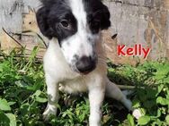 KELLY ❤ sucht Zuhause oder Pflegestelle - Langenhagen