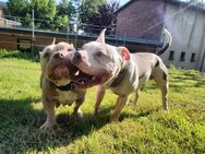 American Bully Welpen - Kröpelin Zentrum