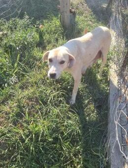 Blondie 🐕❤️ - Rambin