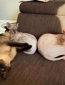 Katzen Zuhause gesucht: 2 Sphynx 1 Thai - Göttingen