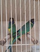 Bauers Ringsittiche in 33758