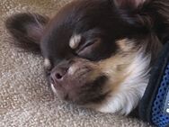 Wunderschöner Chihuahua-Rüde - Bitterfeld-Wolfen Holzweißig