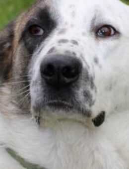 Cedy - großer, lieber Schmusebär - Lohra