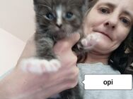 BKH Katzenbabys - Hagen (Stadt der FernUniversität) Eilpe