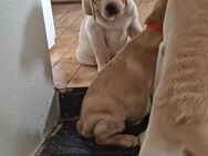 Labrador Welpe 1 Blonder Rüde sucht noch ein neues Zuhause auf Lebenszeit - Castrop-Rauxel