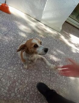 Luna sucht ein Zuhause - Arnsberg