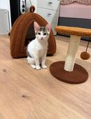 Europäisch Kurzhaar Katze – 12 Wochen – verspielt, zutraulich & kinderlieb in 84494