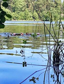Wochenendgrundstück mit direktem Seezugang - am Elsensee in Grünheide (Mark) - Grünheide (Mark)