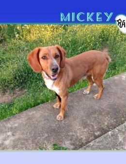 💛 MICKEY 💛 - HOFFT AUF EIN BESSERES LE - Alfeld (Leine)