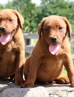 Labrador Welpen in der seltenen Farbe dark foxred mit Ahnentafel - Marlow Zentrum