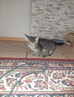 Kitten suchen neues Zuhause - Essen