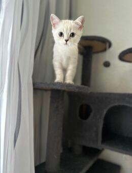 Zwei BKH Kitten (weiblich) - Oberndorf (Neckar)