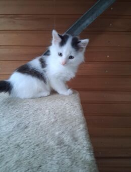 Schwarzweißer junger Kater vom Hof. - Reichshof