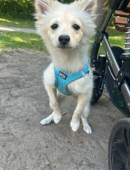 Teddy - Mittelspitz Mix - Klein Offenseth-Sparrieshoop