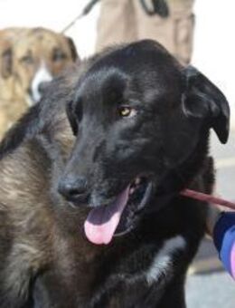 UTERQUE- hat ein Herz aus Gold - Sulzbach-Laufen