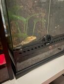 Männlicher Kronengecko sucht neues Zuhause+ Terrarium in 28279