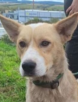 Lebensfroher ARROW sucht Zuhause - Gefrees