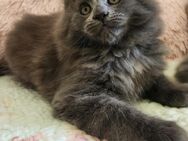 =^..^=Wunderschöne Maine Coon kitten mit Stammbaum aus seriöser Zucht =^..^= - Bad Berleburg