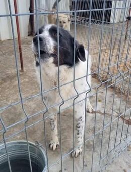 Wer hilft DOYLE aus seiner Angst? - Neuberg