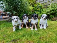 Tolle Australian Shepherd / Border Collie Welpen - Billerbeck