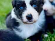 Australian Shepherd Welpen ASCA - Albisheim (Pfrimm)