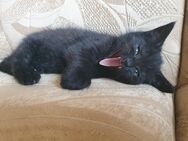 BKH mix Kater Katzenbaby - Lampertswalde