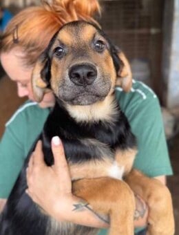 SENICO ~ zuckersüßer Hundebub - Duisburg