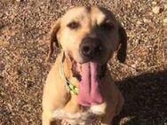 Freundlicher Vizla Bobby sucht - Mettmann