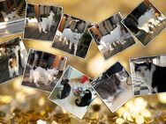 Katzensitting / Tierbetreuung Innenstadt Fürth - Fürth Zentrum