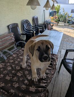 Mischlingswelpen - Kappel-Grafenhausen