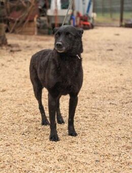 Adri-VA kluge Kämpferin sucht ihre Cha - Neustadt (Rübenberge)