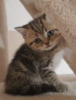 BKH Kitten Kätzchen reinrassig - Gechingen