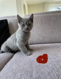 BKH Kitten - Waldbröl