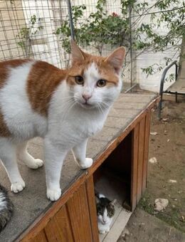 Pelvis aus dem Tierschutz - Grevenbroich