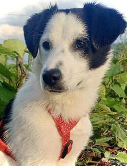 Estella erobert sicher auch dein Herz! ❤ - Spenge