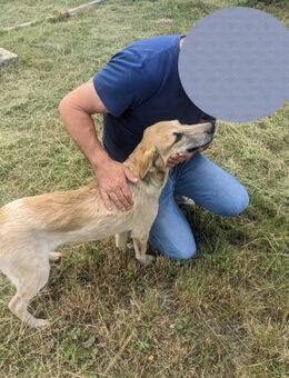 Bimbo und Bombo im Karton abgestellt - Berlin