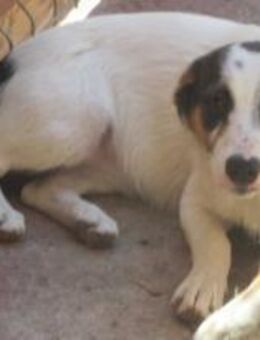 Minerva - ist eine vorsichtige Maus 🐾 - Elsdorf (Nordrhein-Westfalen)