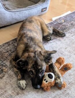 DENVER - wunderbarer Welpenjunge 🐶❤️ - Neudenau