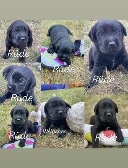 Golden Retriever- Labrador Mix - Wernigerode Zentrum