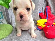 Jackbull & Franz. Bulldogge - Sangerhausen