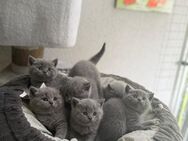 BKH -Kitten - Bonn