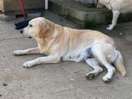 Liebe Labrador-Mix-Dame Nelli - Hamburg