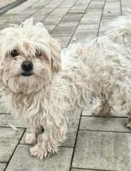 Joe - neugierig & verspielt - Koblenz