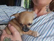 Chihuahua Welpen sind da ! - Puderbach