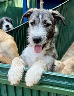 Errol junger, katzenfreundlicher Bub - Koblenz