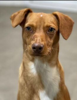 Sevi, 3Jahre ,90579 Langenzenn - Schwäbisch Hall